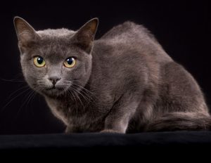 Korat