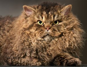 Selkirk Rex Cat