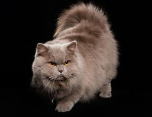 British Longhair Cat