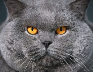 British Shorthair Cat