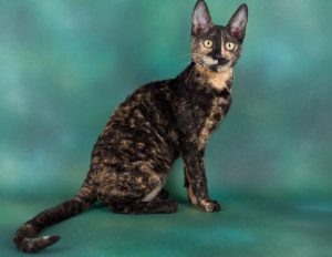 Cornish Rex