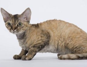 Devon Rex