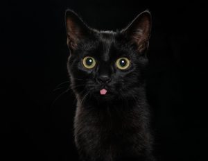 Household Cats