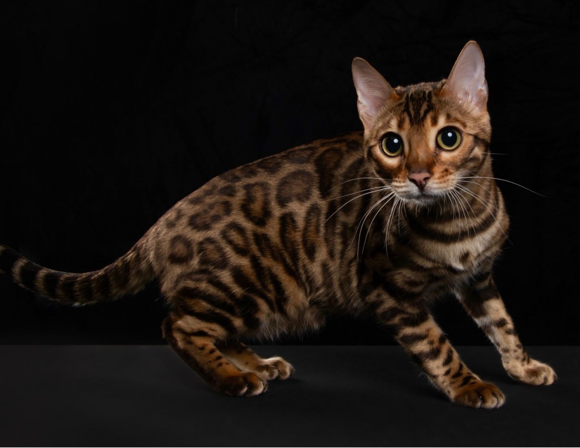 Bengal