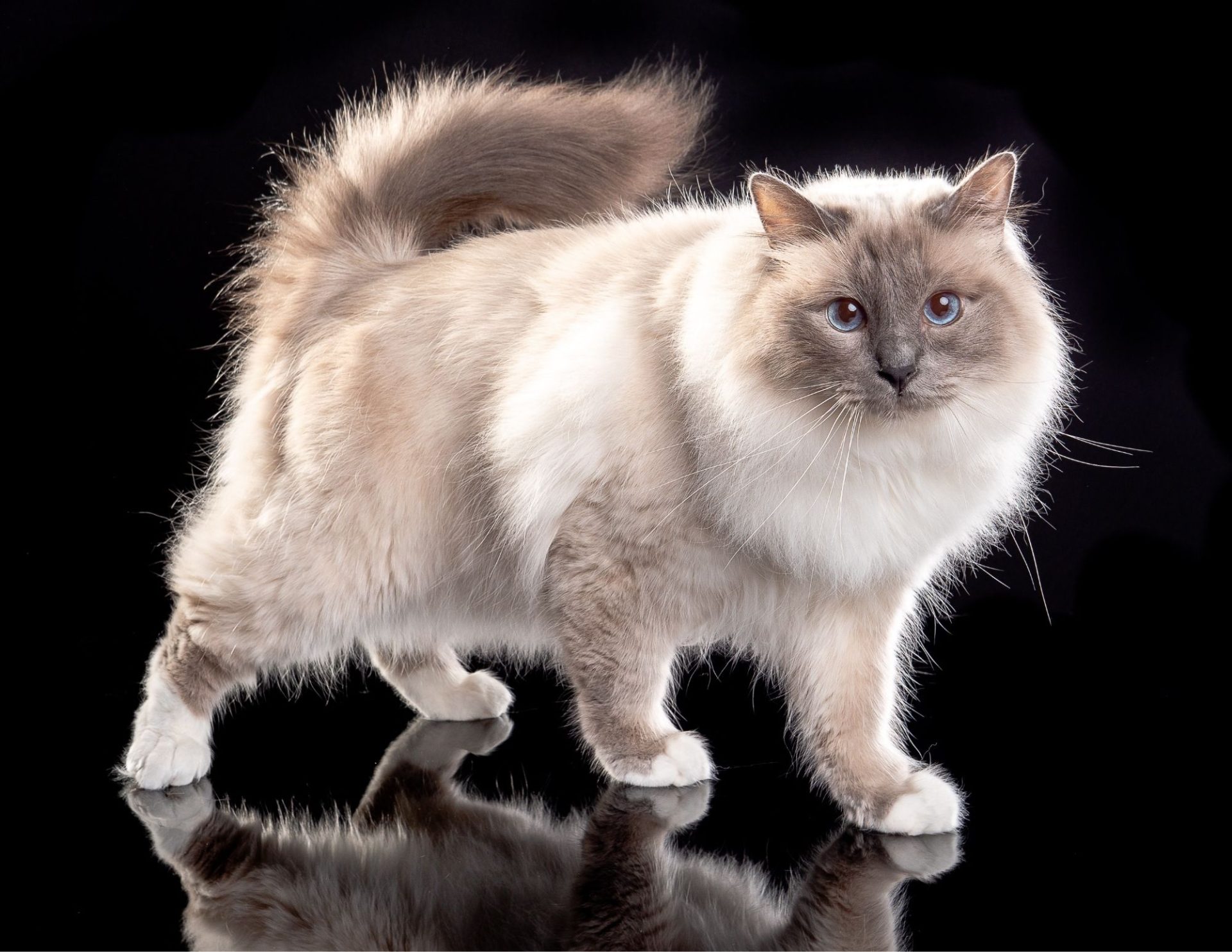 Birman