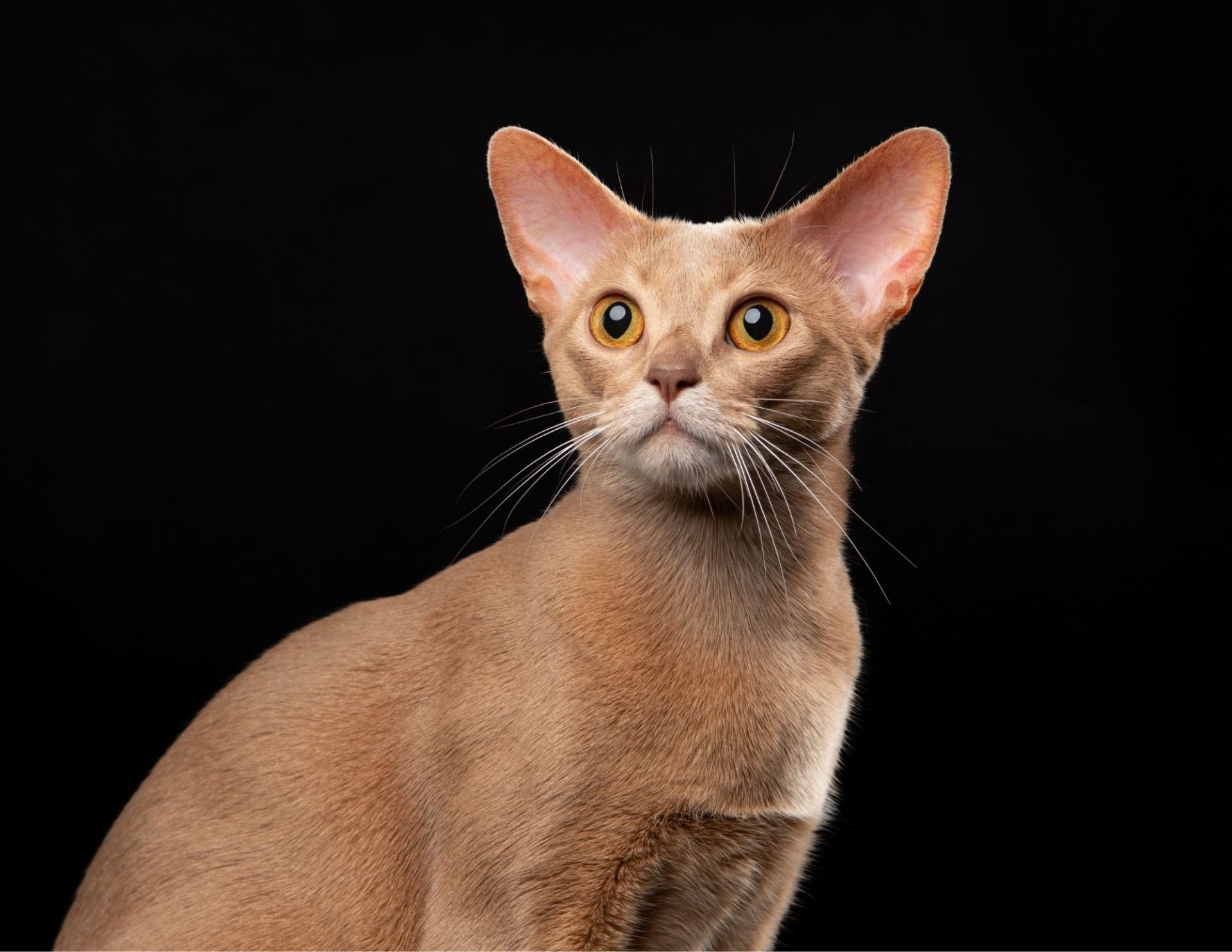 Cat Breed Photos