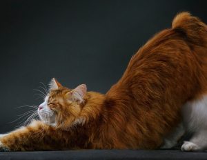 kurilian bobtail