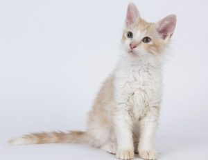 LaPerm cat