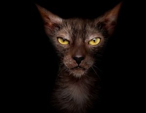 lykoi cat