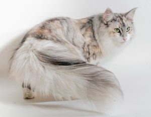 norwegian forest cat