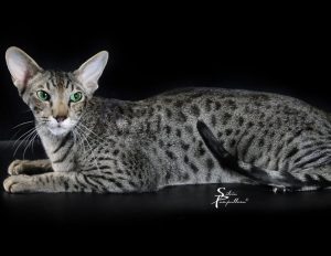 oriental shorthair