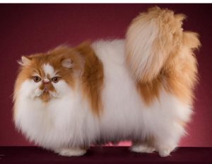 persian