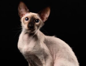 peterbald