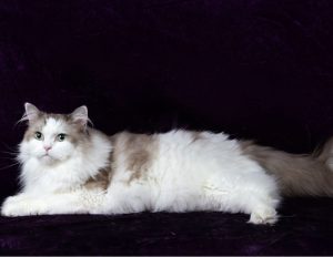 ragamuffin