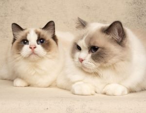 ragdoll