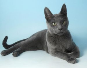 russian blue