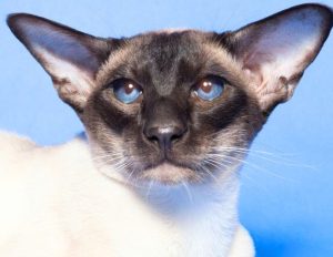 siamese