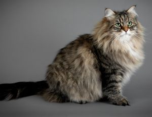 siberian