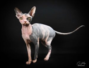 sphynx