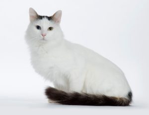turkish van