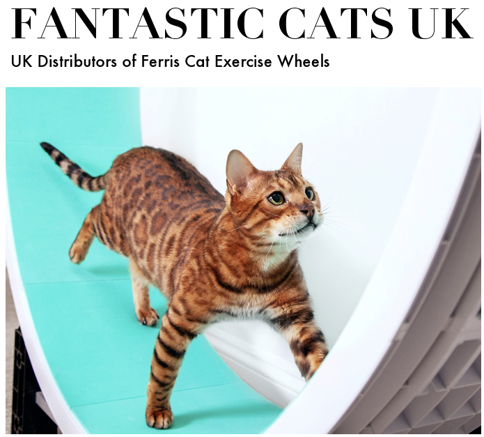 Fantastic Cats photo