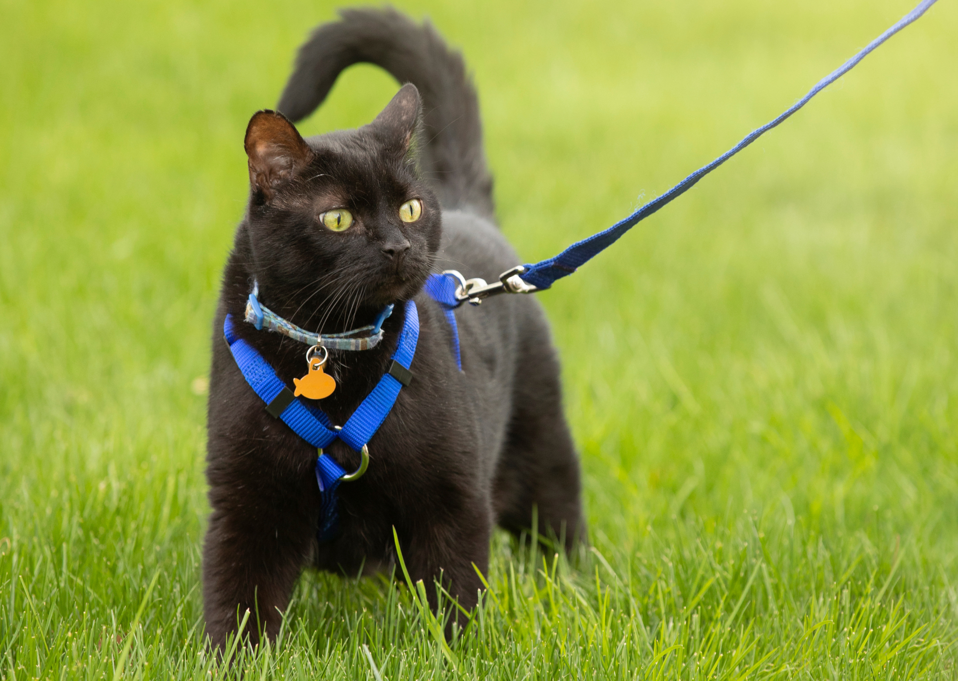 black-cat-walk