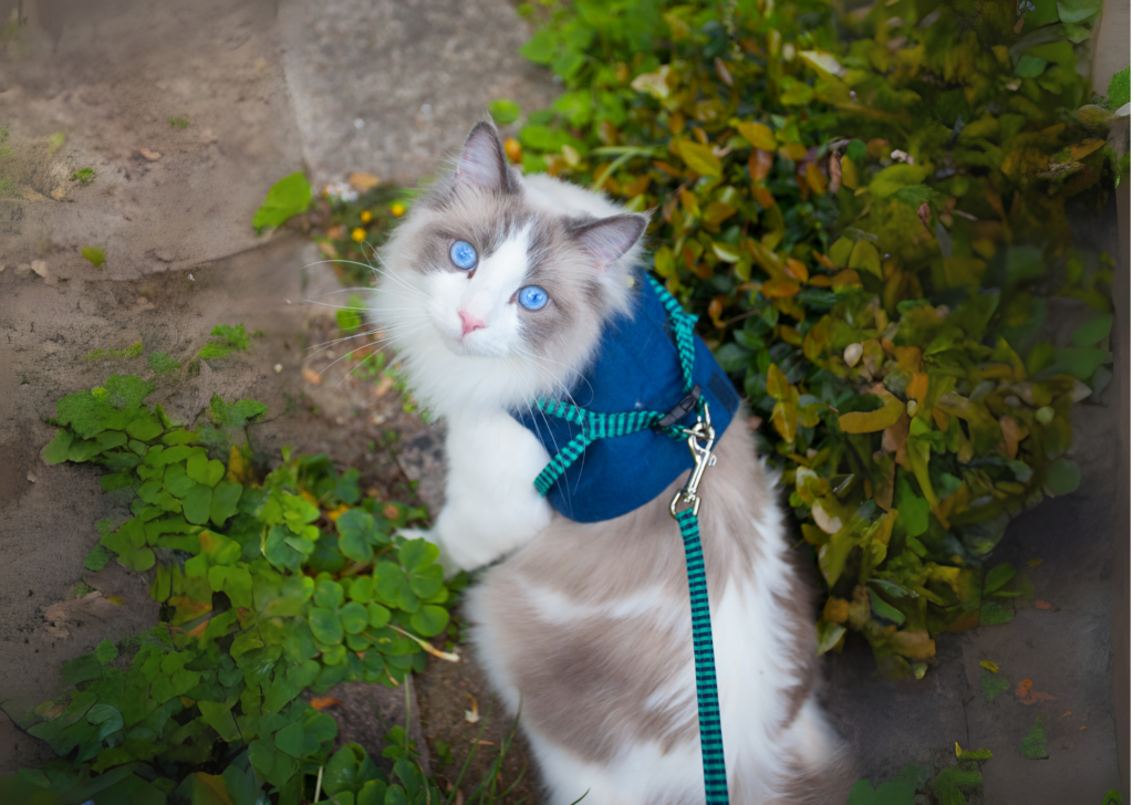 ragdoll-cat-harness-walk-1024×728
